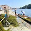 Intervento sperimentale di Estirpazione della vegetazione esotica nel fiume Po Intervento sperimentale di Estirpazione della vegetazione esotica nel fiume Po