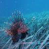 pesce