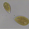 Foto 1 Cellule di Ostreopsis ovata fotografate al microscopio mentre “nuotano”. Foto di Abbate Marinella