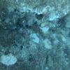 Immagine subacquea di esemplari di Ostrea eduli cresciuti sotto i pontili galleggianti della baria di Santa Teresa