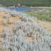 Sistema dunale costiero con la sua caratteristica vegetazione psammofila. In primo piano, santolina delle spiagge, una delle specie caratteristiche degli ambienti dunali mediterranei.
