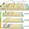 Il concetto di naturalità delle spiagge analizzato nello studio: dal sistema spiaggia-duna più naturale alla costa fortemente antropizzata.