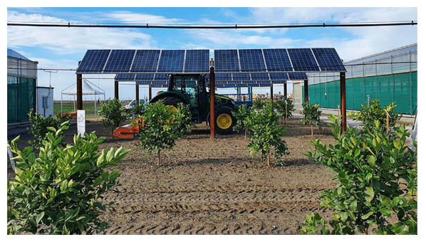 Prototipo agrivoltaico in pieno campo di EF Solare nell'azienda LeGreenhouse a Scalea con coltivazione di agrumi con trattore in movimento sotto i pannelli. Immagini gentilmente concesse da EF Solare Italia - LeGreenhouse