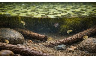 La pianta acquatica Lemna minor e il crostaceo Echinogammarus veneris