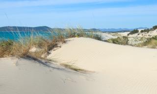 Dune sabbiose costiere