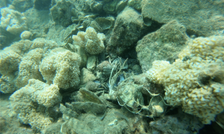 Esemplari di Ostrica nativa (Ostrea edulis) nel Golfo di La Spezia
