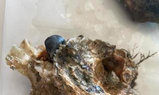Immagine con esemplare Ostrea edulis prelevata a 2 m di profondità Immagine con esemplare Ostrea edulis prelevata a 2 m di profondità