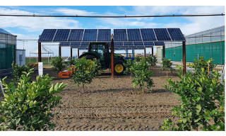 Prototipo agrivoltaico in pieno campo di EF Solare nell'azienda LeGreenhouse a Scalea con coltivazione di agrumi con trattore in movimento sotto i pannelli. Immagini gentilmente concesse da EF Solare Italia - LeGreenhouse