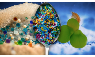 Ricerca ENEA-CNR trasferimento di microplastiche in acqua dolce 