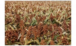 Campo di sorgo Campo di sorgo